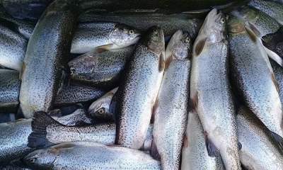 تغییر قیمت ماهی در آستانه نوروز چقدر بود؟
