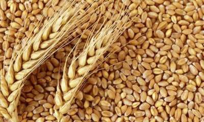 خرید گندم صنعتی با قیمت 12000 تومان آغاز شد