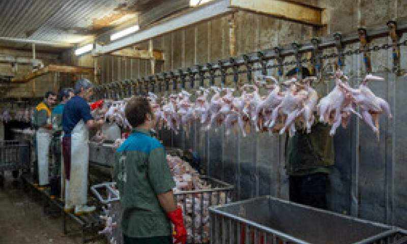 عرضه بیش از ۲۰۰ هزارتن گوشت انواع طیور در کشتارگاه‌های کشور