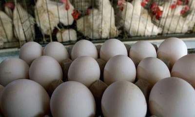مردم به شایعات توجه نکنند؛ قیمت مرغ، تخم‌مرغ و شیر تغییری نکرده است