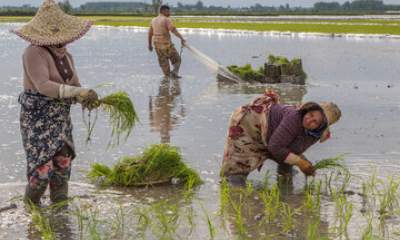 کشت قراردادی برنج در مازندران حدود ۱۰ درصد بیشتر از سهمیه محقق شد