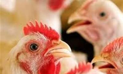 شگرد دولت برای حمایت از تولید مرغ ایرانی/ دولت «آرین» را ۱۲درصد گران‌تر می‌خرد