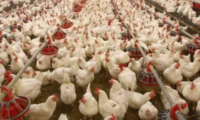 4 اقدام دولت برای حمایت از مرغداران/جزئیات حمایت 20 هزار میلیارد تومانی از تولید
