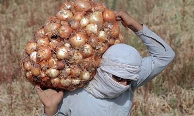 پیش‌بینی برداشت یک هزار و ۷۰۰ تن پیاز از مزارع رامهرمز