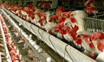 خطر ورشکستگی مرغداران را تهدید می کند