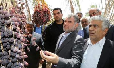 ​وزیر جهاد کشاورزی از نخلستان های نرماشیر بازدید کرد​