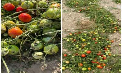 مزارع گوجه‌فرنگی دشتستان تا ۱۰۰ درصد آسیب دیدند