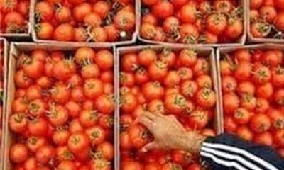 تصمیمات عجیب در بخش کشاورزی/ عوارض ۷۰ درصدی صادرات گوجه فرنگی ظرف ۲ روز لغو شد