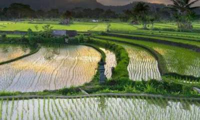 مخاطرات استفاده از سموم شیمیایی در کاشت برنج/ایجاد انقلاب سبز در دنیا با بیوتکنولوژی