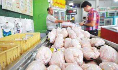 قیمت مرغ کاهشی است/ افزایش میزان تولید
