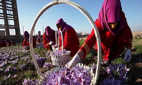واردات زعفران به کشور تولید کننده!