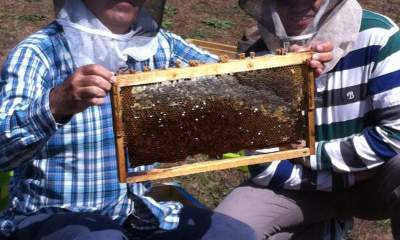 بزودی برداشت عسل شهدریزان از  ارتفاعات تالش  (سوباتان)+عکس