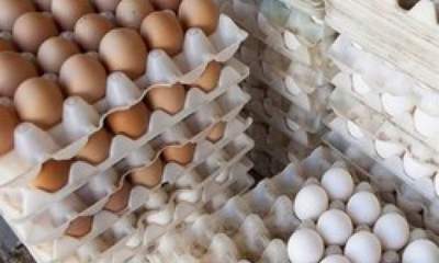 سفارش ۲۰۰۰ تن تخم مرغ برای تنظیم بازار