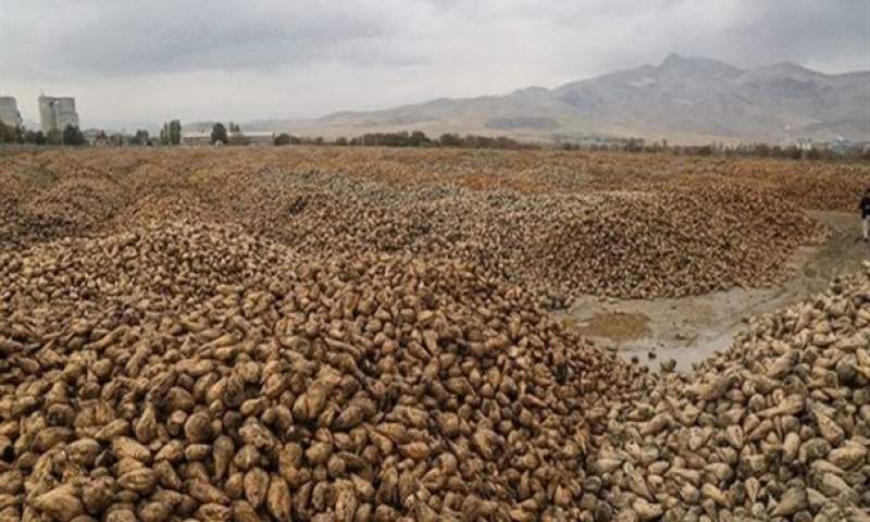 تولید بیش از ۲۰۰ هزار تن چغندر قند در اسلام آبادغرب