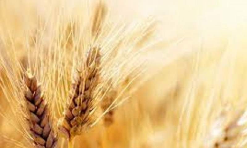 بخش خصوصی گندم کشاورزان را با قیمت بهتری می‌خرد