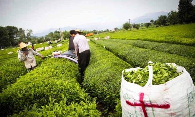افزایش ۱۰ درصدی تولید برگ سبز چای