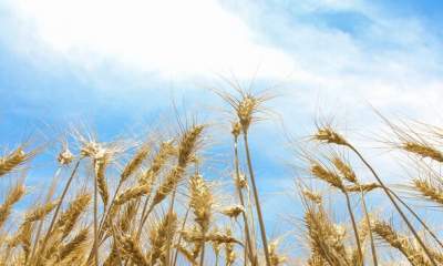 میزان تحویل گندم به دولت کاهش یافته است