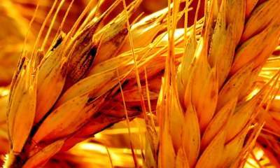 پیش‌بینی خرید ۴۰۰ هزار تن گندم در استان لرستان