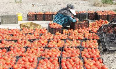 تولید گوجه فرنگی در ملارد ۶ برابر متوسط کشوری