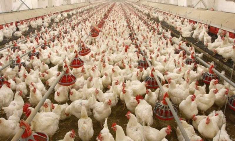 تولید بیش از 11هزار تن گوشت مرغ در استان