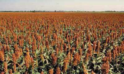 پیش‌بینی تولید بیش از ۵۰۰ تن بذر سورگوم در استان اردبیل