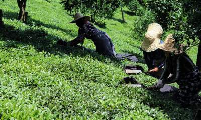 تولید ۲۸ هزار تن چای ایرانی