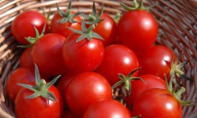 تولید بیش از یک میلیون تن گوجه نسبت به سال گذشته در کشور
