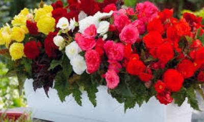 گل های تزئینی شب یلدا رسید / صادرات گلهای ایرانی به روسیه و قزاقستان