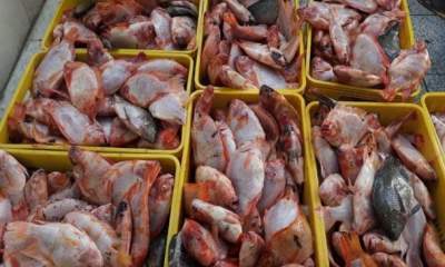 تولید ماهی تیلاپیا در خراسان جنوبی