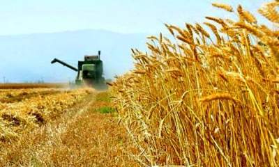 پیش بینی تولید ۱۴ میلیون تن گندم؛نرخ منطقی هر کیلو گندم ۲ هزار و ۸۰۰ تومان است