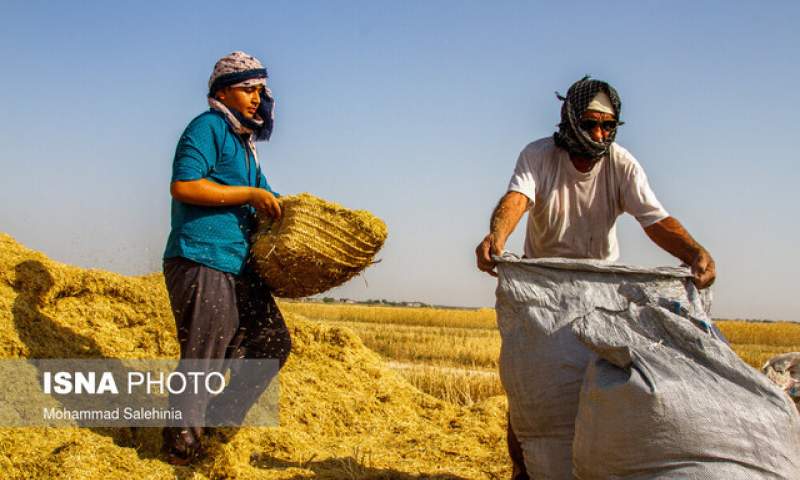 دولت با قیمت گذاری مناسب مانع قاچاق گندم شود