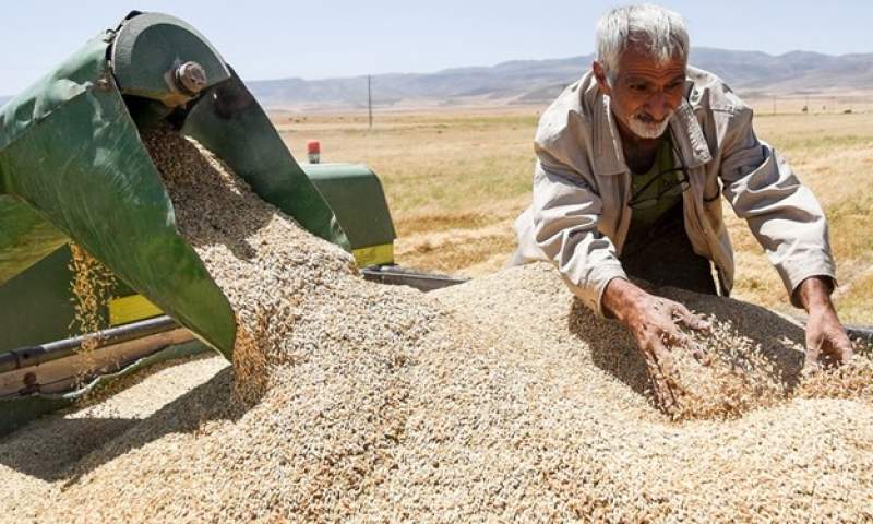 تعیین قیمت پائین برای گندم موجب کاهش تولید و افزایش واردات شد
