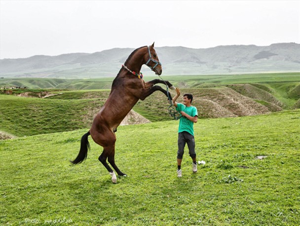 مشکلات پرورش و نگهداری اسب عرب در خوزستان
