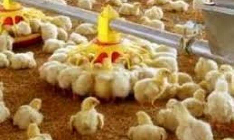 سه میلیون و ۶۰۰ هزار قطعه جوجه ریزی در مرغداری های ساوه انجام شد