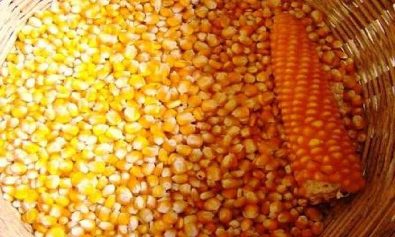 تولید بذر ذرت هیبرید در گچساران ۳.۵ برابر شد