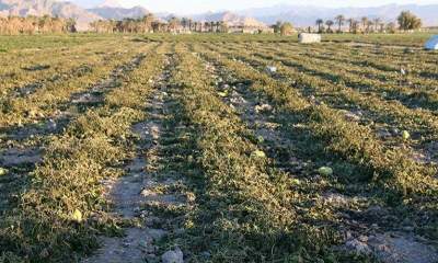 سرما به پنج هزار هکتار مزارع و باغات خراسان جنوبی خسارت زد