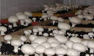 ۱۶۵ هزار تن قارچ خوراکی تا پایان امسال تولید می‌شود