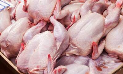 ۱۳۰۰۰ کیلو مرغ از چنگ دلالان پاکدشت خارج و به نرخ مصوب توزیع شد