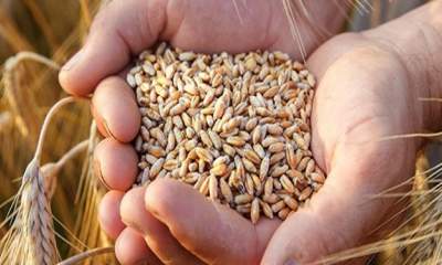 افزایش 6 دلاری قیمت گندم و خوراک دام در بازارهای جهانی