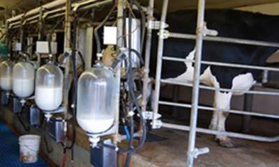 دولت به جای افزایش قیمت شیر نهاده ارزان به دامدار بدهد