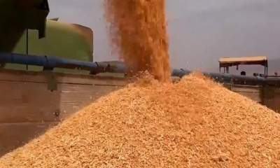ایران برای خرید گندم در مناقصه بین المللی شرکت کرد