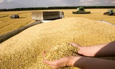 نیاز به واردات 5 میلیون تن گندم در سال جاری/دولت امسال تنها 5 میلیون تن از کشاورزان خرید