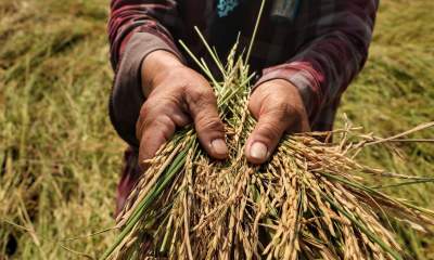 مبارزه با آفت ساقه‌خوار برنج در ۲۷۰ هزار هکتار از شالیزار‌ها