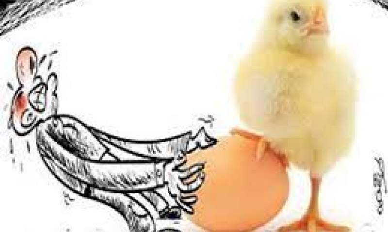 گرانی تخم مرغ، حاصل تصمیمات یکسال گذشته