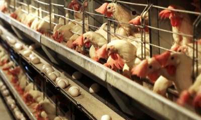 سود 1500 تومانی دلالان از هر قطعه جوجه یکروزه مرغ/ برنامه افزایش 30 درصدی بهره‌وری تولید طیور