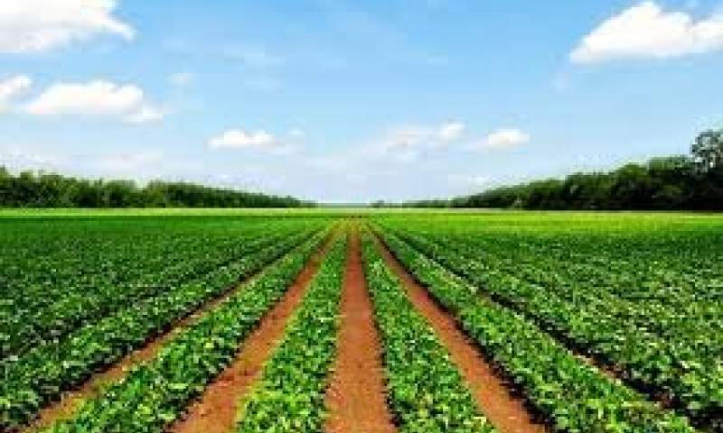 خاک کشاورزی قاچاق نمی شود