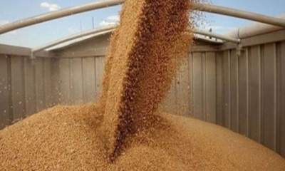 ایران برای خرید 180 هزار تن گندم در مناقصه بین‌المللی شرکت کرد