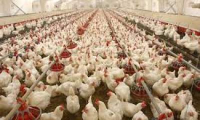 تولید 2.2 میلیون تن مرغ در کشور/ آثار اصلاح ارز 4200 تومانی در حوزه کشاورزی بخش تعاون