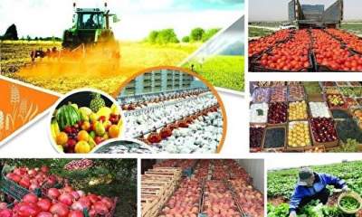 تداوم بی وقفه صادرات محصولات کشاورزی به اوراسیا