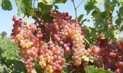 اجرای طرحی برای توسعه باغ‌های انگور سیستان